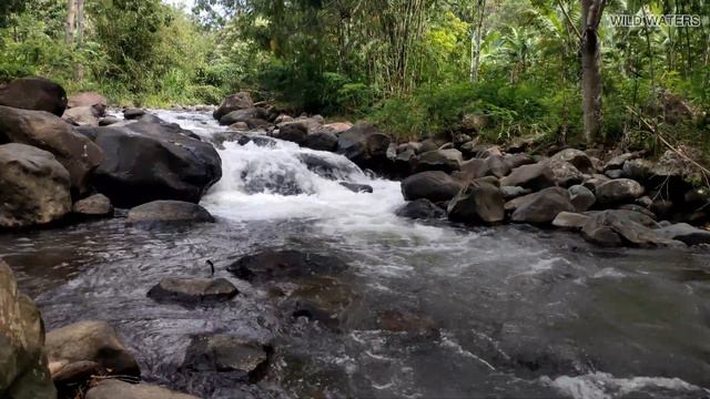 relaxing tropical forest river sounds (sleeping baby, white noise, meditation, anxiety relief) смотреть онлайн