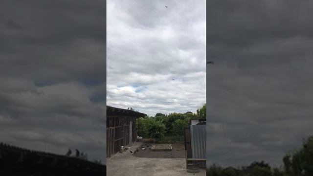 Голуби Турецкая Такла лет, игра, бой! Turkish Takla pigeons Селекционер Санжах. смотреть онлайн