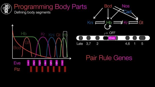 The Math Behind Evo Devo (TMEB #3) смотреть онлайн