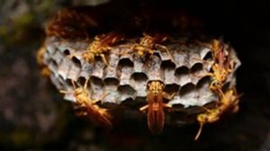 Звуки шершней, насекомых в улье ? Sounds Hornets Full HD 1080р