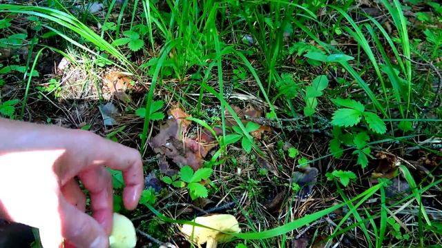 НАЧАЛО ВОЛНЫ БЕЛЫХ ГРИБОВ 2023 смотреть онлайн