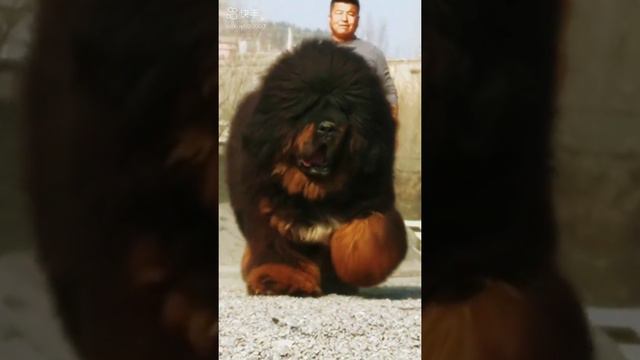 #mastiff #tibetandog #animals #dog #藏獒 #2022