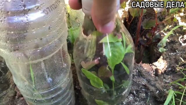 Укоренение черенков под бутылкой | САДОВЫЕ ДЕЛА смотреть онлайн