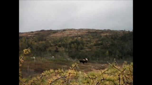 Ironbound Outfitters - Trophy Bull Moose. смотреть онлайн