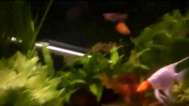Кормим мотылем аквариумных рыбок смотреть онлайн
