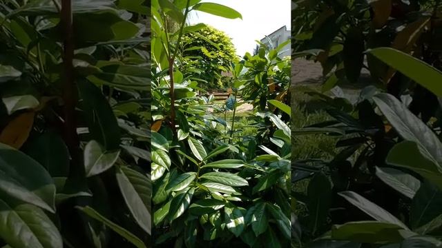 Стрекотание кузнечиков. Relax /Звуки природы/. смотреть онлайн