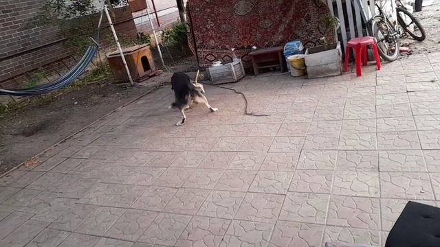 СОБАКА катается на скейте??? #собака #катается #скейт #развлечение смотреть онлайн