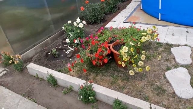 ОГОРОД ? В СЕРЕДИНЕ ? ИЮЛЯ ?. ПОЧЕМУ ? ПРОПАЛ ? КАКАЯ ПРИЧИНА ? смотреть онлайн