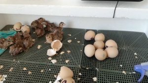 выводим цесарок в пенопластовом инкубаторе