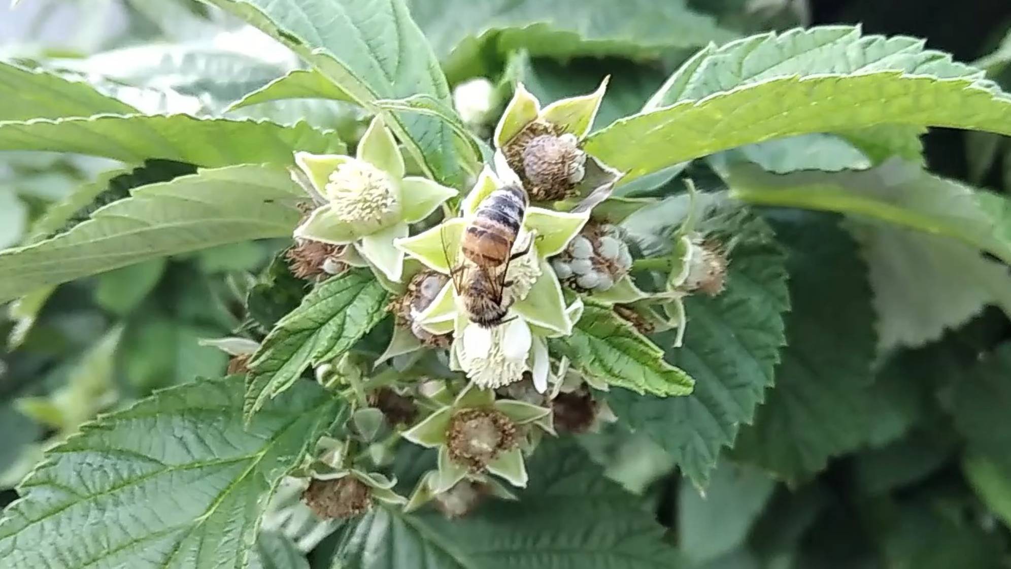 Пчёлы собирают нектар смотреть онлайн