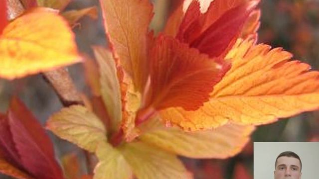 Шипшина смотреть онлайн