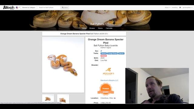 Banana Ball Python Morph Combos | Jack's Reptiles смотреть онлайн