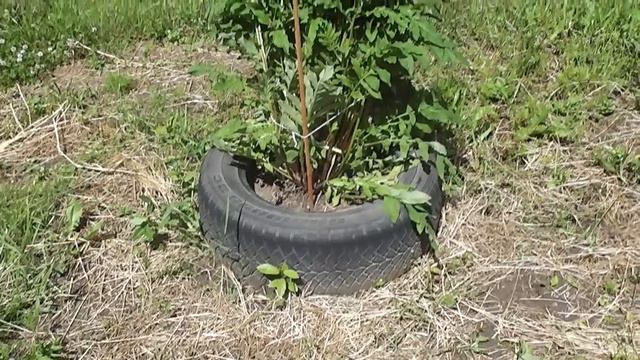 ТАМАРА И ЕЕ ЦВЕТЫ