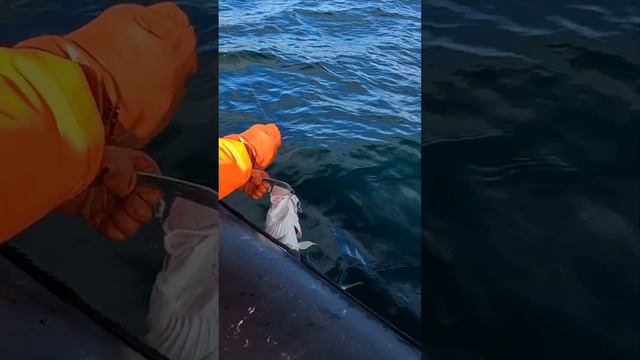 ТРЕСКА В БАРЕНЦЕВОМ МОРЕ смотреть онлайн