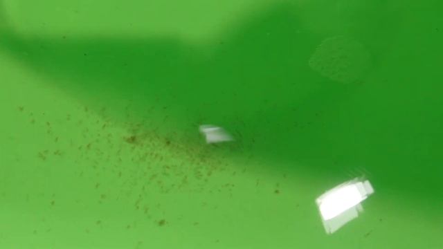 Дафния из яиц 13 день! СВЕКЛА на корм дафнии? смотреть онлайн