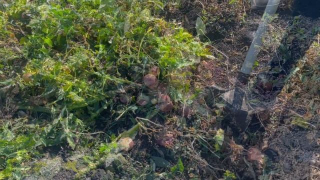 Оренбург. Картошка 2022 какой будет урожай? Смотрим 13.08.22 Potatoes 2022, what will be the harves смотреть онлайн