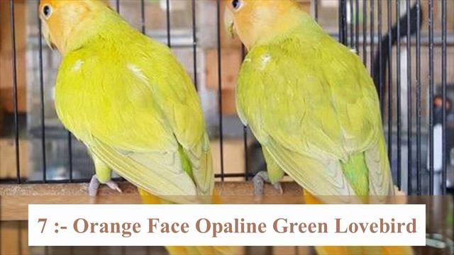 Top 12 Love Birds Species Price in India 2022 смотреть онлайн