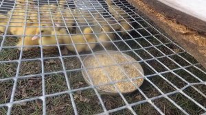 Муларды: выращивание, содержание, разведение.