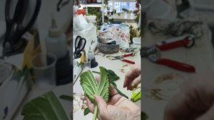 ПРИМУЛИНЫ.Как правильно посадить лист. Варианты☘️🌼🌿🍀#комнатныерастения #примулина #посадка  #цветы