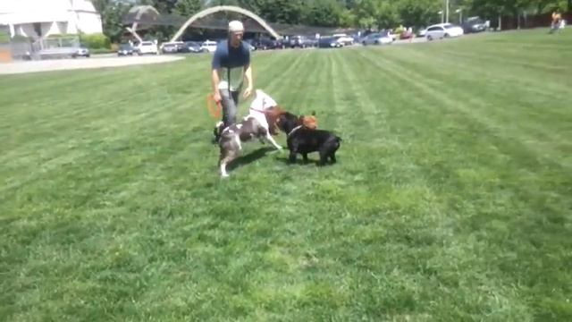 Victorian bulldog, pitbull and American bulldog смотреть онлайн