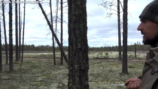 4 ВЕДРА ГРИБОВ ЗА 2 ЧАСА / КОСИМ БЕЛЫЕ ГРИБЫ В БЕЛОМ БОРУ смотреть онлайн