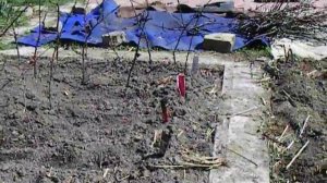 Рассада на грядках Защита от кошек и собак