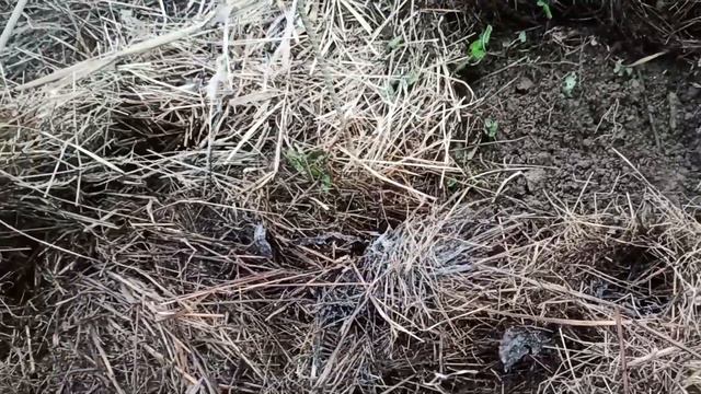 Що таке мульча. Правила мульчування. Як мульчувати травою смотреть онлайн