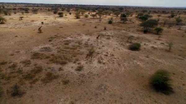 Journey Through the African Savanna: 4K Wildlife Safari Adventure