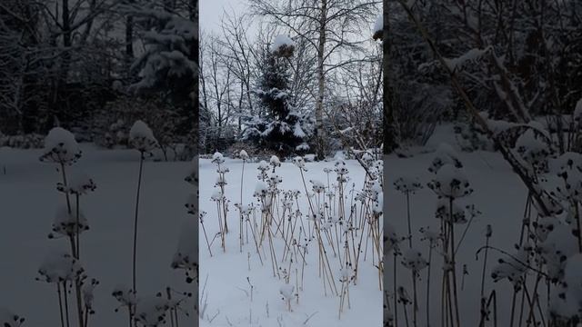 ТЫСЯЧЕЛИСТНИ ДЕКОРАТИВНЫЙ #лук #тысячелистник #многолетники смотреть онлайн