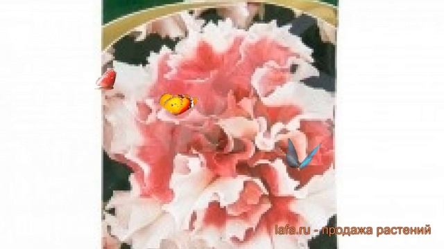 Петуния махровая Пируэтт ред (piruett red) ? обзор: как сажать, семена петунии Пируэтт ред смотреть онлайн