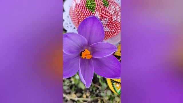 Весна. Бджолиний дебют. смотреть онлайн