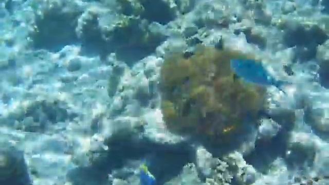 Actinia (актиния и разные рыбы) смотреть онлайн