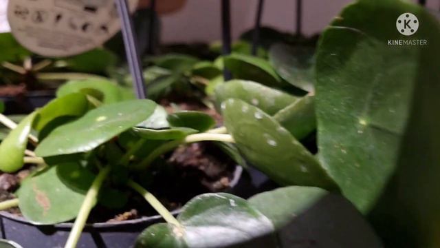 ต้นเหรียญเงิน Pilea ต้นไม้มงคลเสริมโชคลาภ พลังบวก ฟอกอากาศ ไม้นอกสายตา แต่กำลังมาแรง น่าสะสม смотреть онлайн