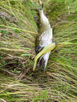 Рыбалка с берега на СПИННИНГ в Ленинградской области!