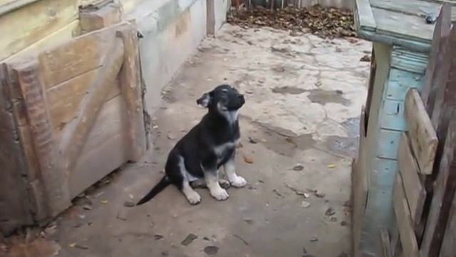 Щенки восточно-европейской овчарки смотреть онлайн