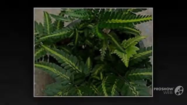 Arachniodes - garden plants смотреть онлайн