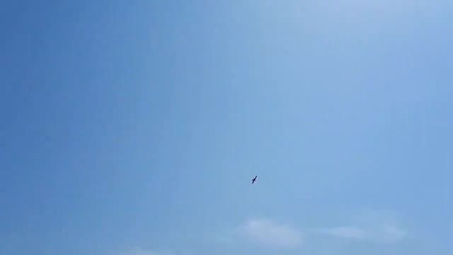 Полет ястреба или что вы знаете о свободе? смотреть онлайн