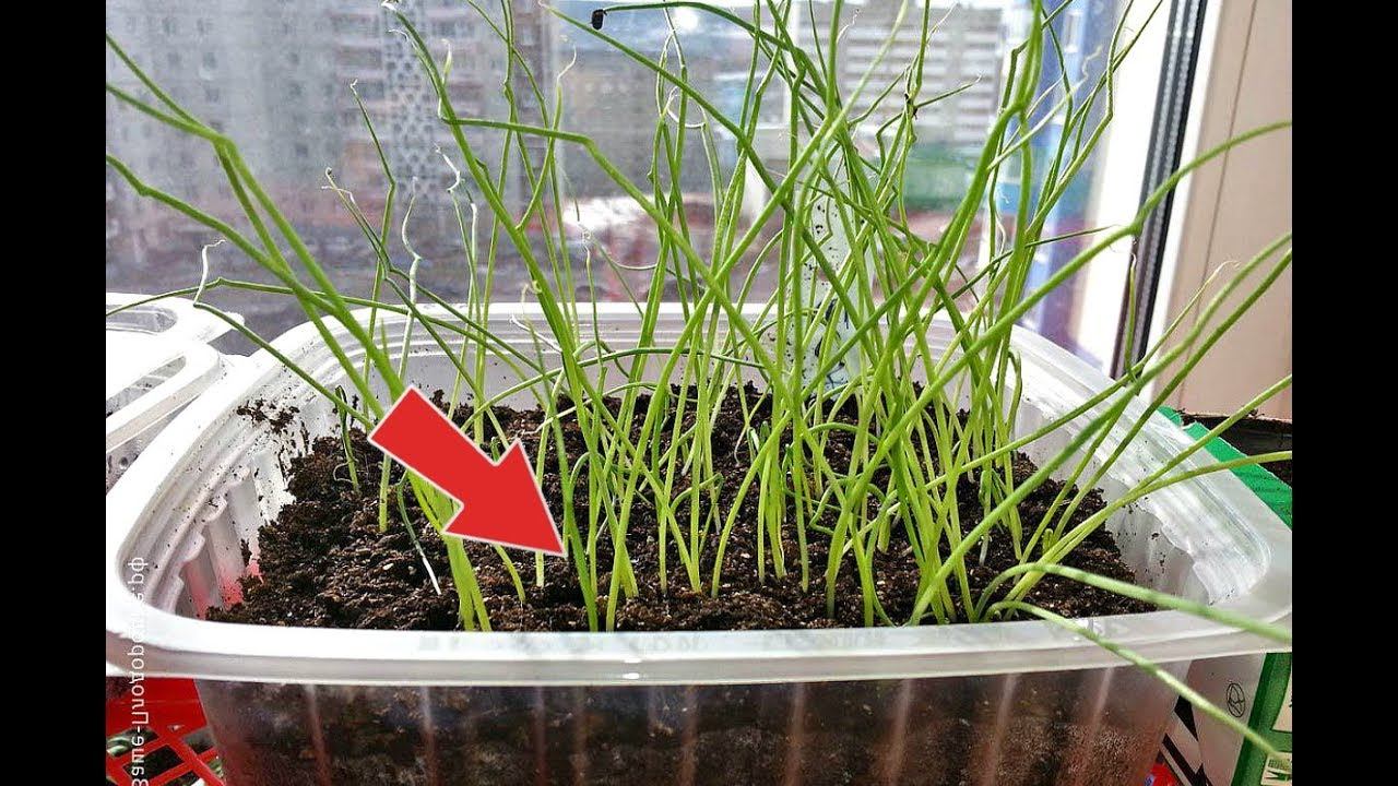 Как посадить лук порей на рассаду? Когда сажать лук порей на рассаду? смотреть онлайн