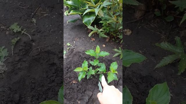 Размножение метельчатой Гортензии? в осень, с последующей зимовкой. Без дела не сидится. смотреть онлайн