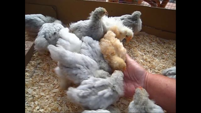 Lavender/Lemon/White/Cuckoo Pekin Bantam Chicks - 4 weeks old! смотреть онлайн