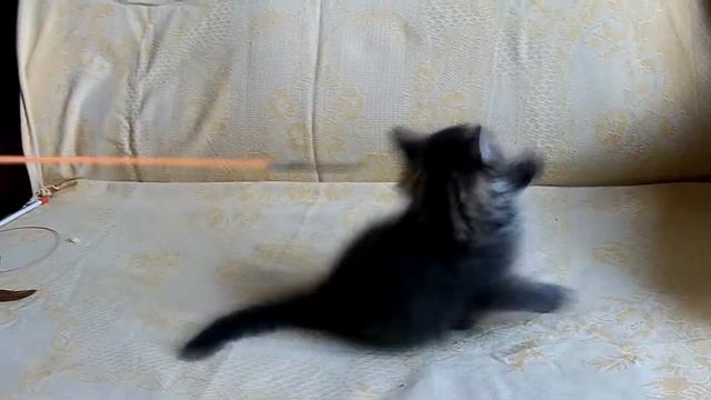 Котик сибирский черный пятнистый табби , Siberian kitten смотреть онлайн
