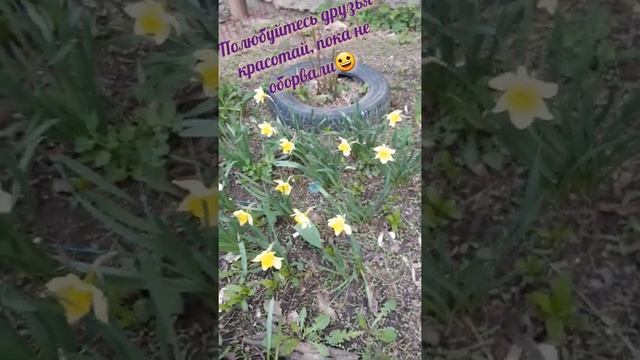 #shorts Нарциссы, красота и ОПАСНОСТЬ весенних цветов. Читайте описание, важная информация. смотреть онлайн