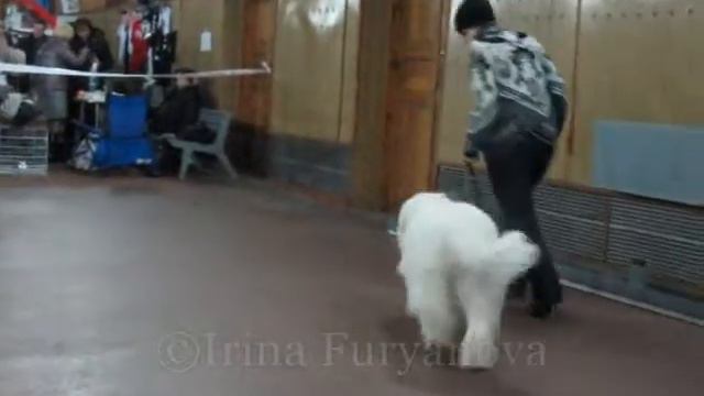 Южнорусские овчарки на выставке FCI-CACIB "Arsaniya-2011". смотреть онлайн