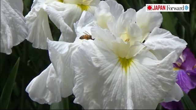 Horikiri Iris Garden Katsushika, Tokyo смотреть онлайн