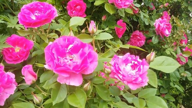 10 СОРТОВ КАНАДСКИХ РОЗ в саду.Adelaide Hoodless,Morden Centennial,Prairie Joy и др смотреть онлайн