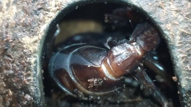 Scorpion Eat Cockroach • Скорпион ест таракана