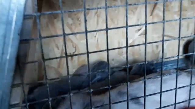 Такое у меня впервые. 8 окролов и все в один день. смотреть онлайн