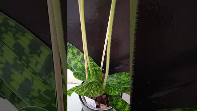 paph. Maudiae "Femma" смотреть онлайн