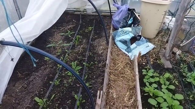 Шпинат на зиму в теплиці. І ще багато цікавого.