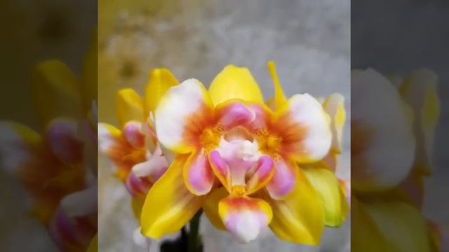 Passiflora.ru - Это новинка. Ароматный восковый цветок. смотреть онлайн